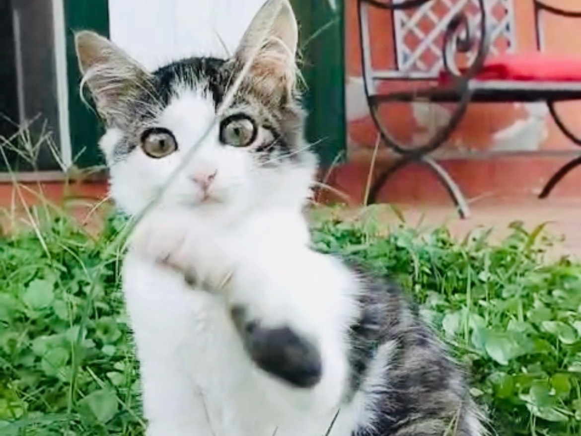 Adozione gatto, femmina, Razza sconosciuta Razza sconosciuta, 3 mesi, taglia non valida, Viterbo