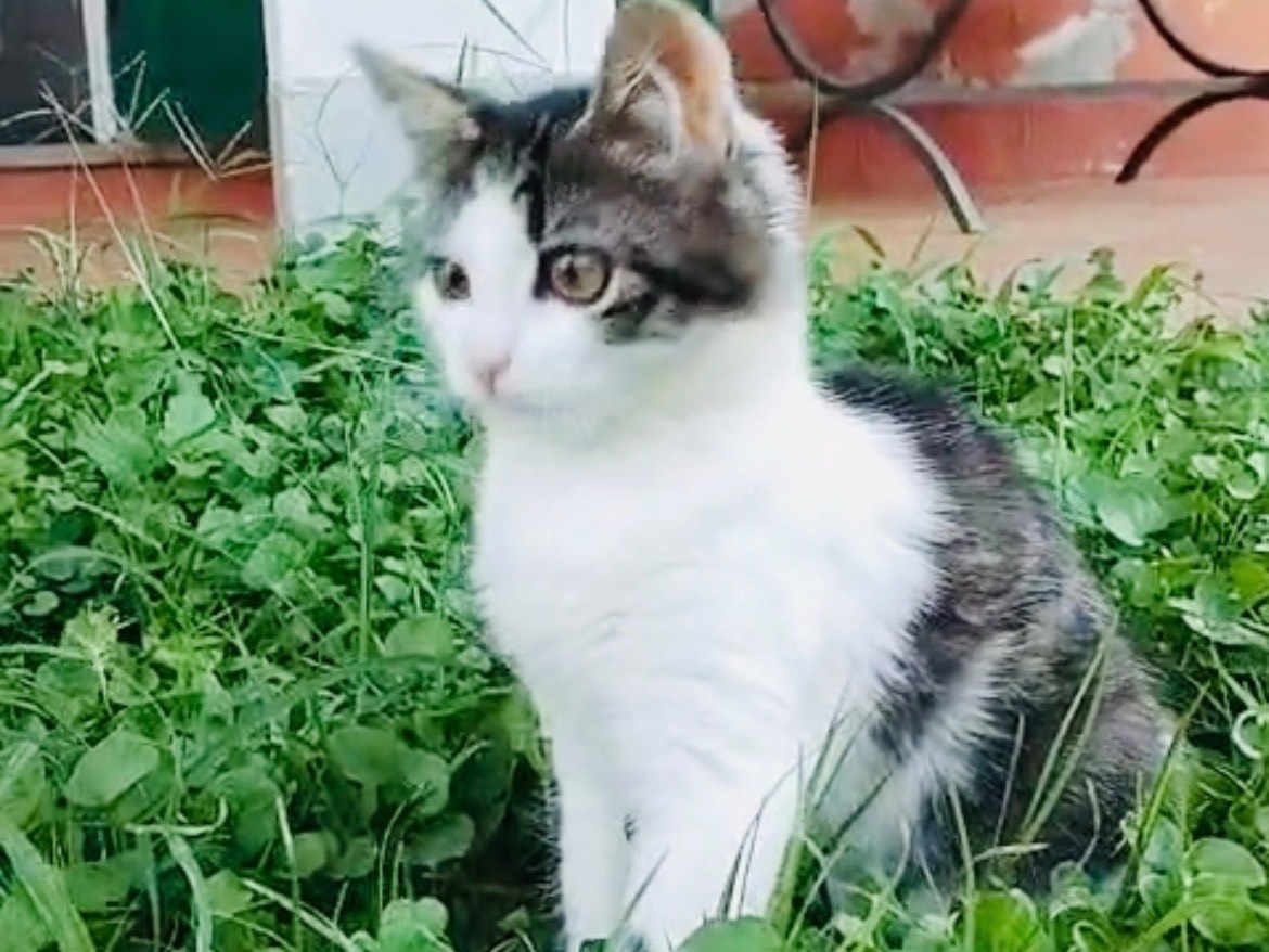 Adotta un gatto, femmina, 3 mesi, Viterbo