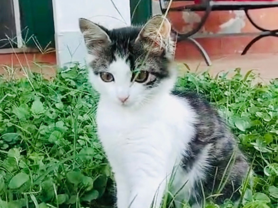 Adotta un gatto, taglia non valida, femmina, Viterbo
