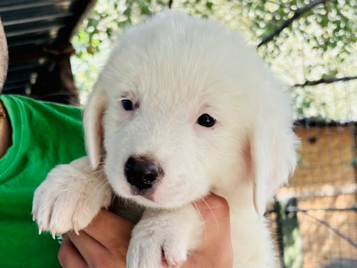 Adotta un cane, femmina, 3 mesi, Chieti