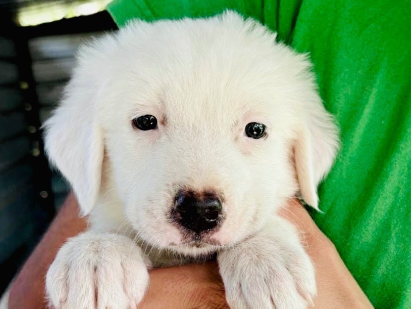 Adotta un cane, taglia media, femmina, Chieti