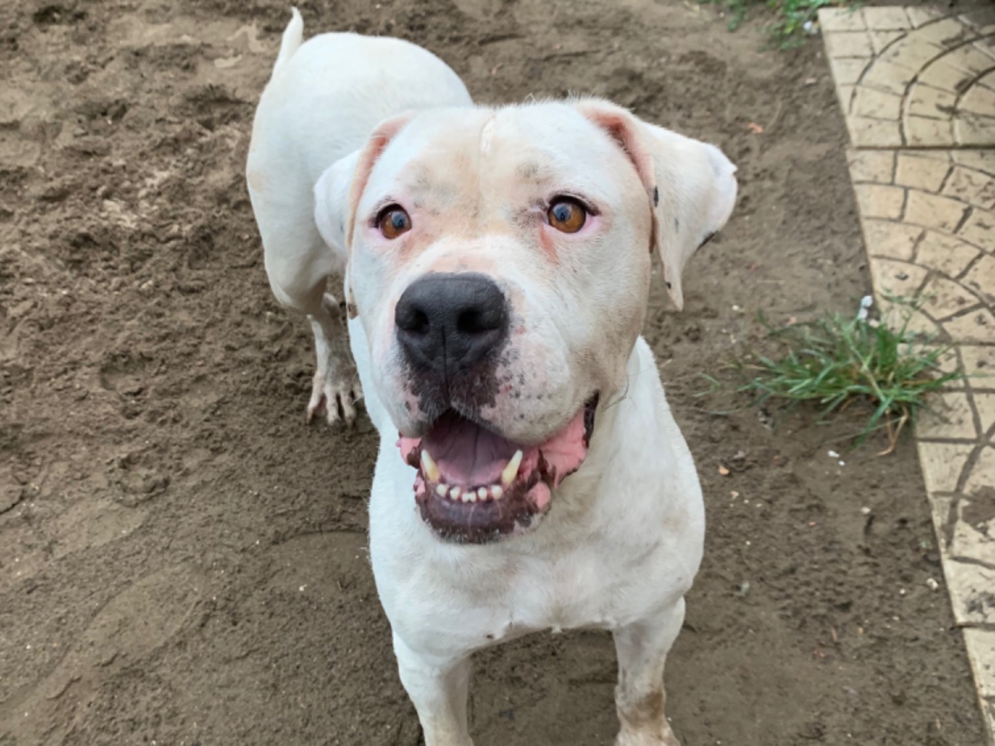 Adozione cane, femmina, Dogo Argentino Razza sconosciuta, 5 anni e 3 mesi, taglia grande, Napoli