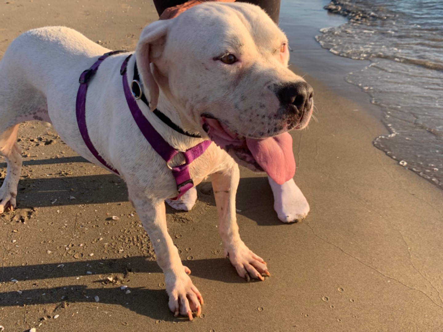 Adotta un cane, femmina, 5 anni e 3 mesi, Napoli