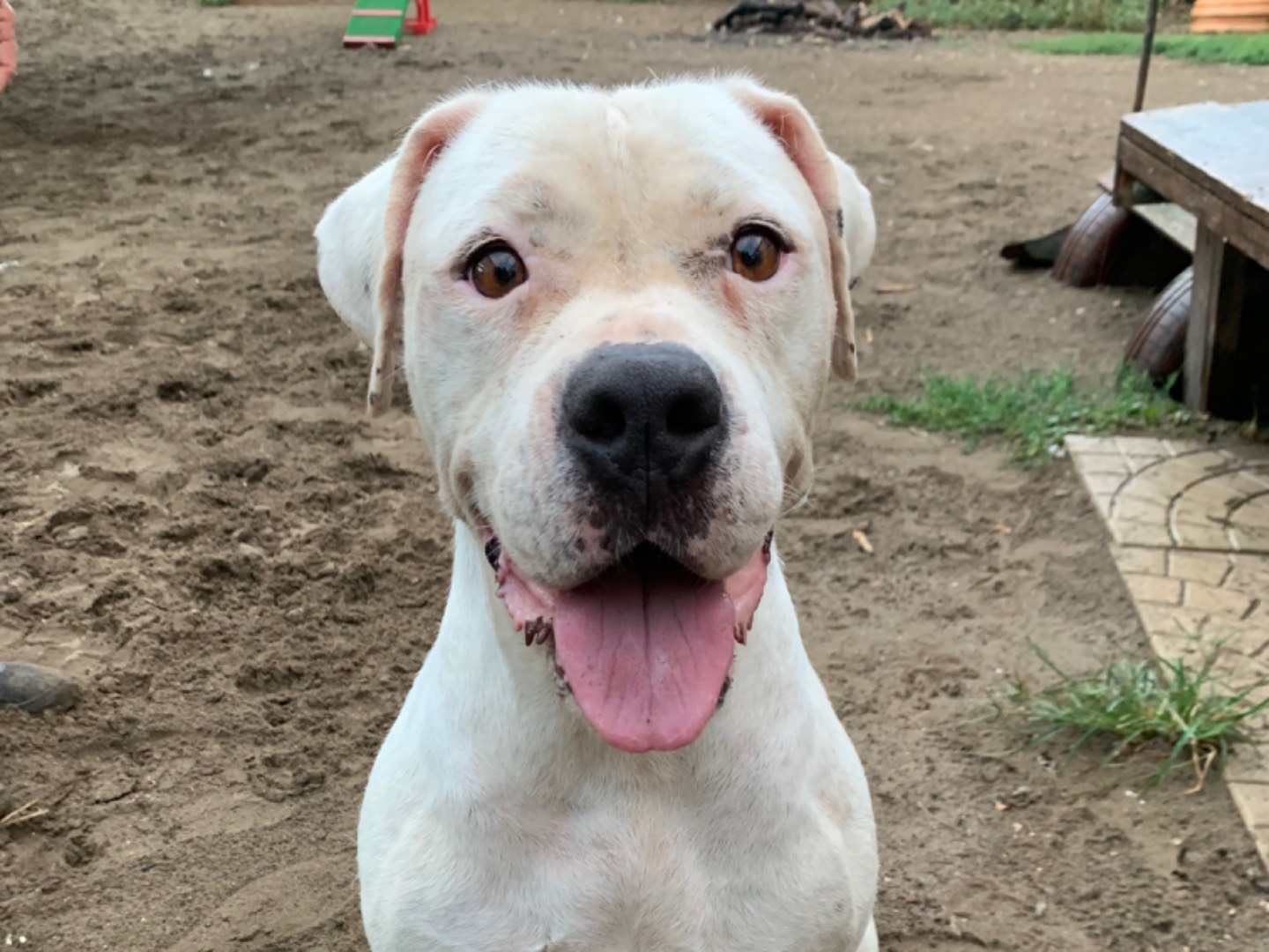 Adotta un cane, taglia grande, femmina, Napoli
