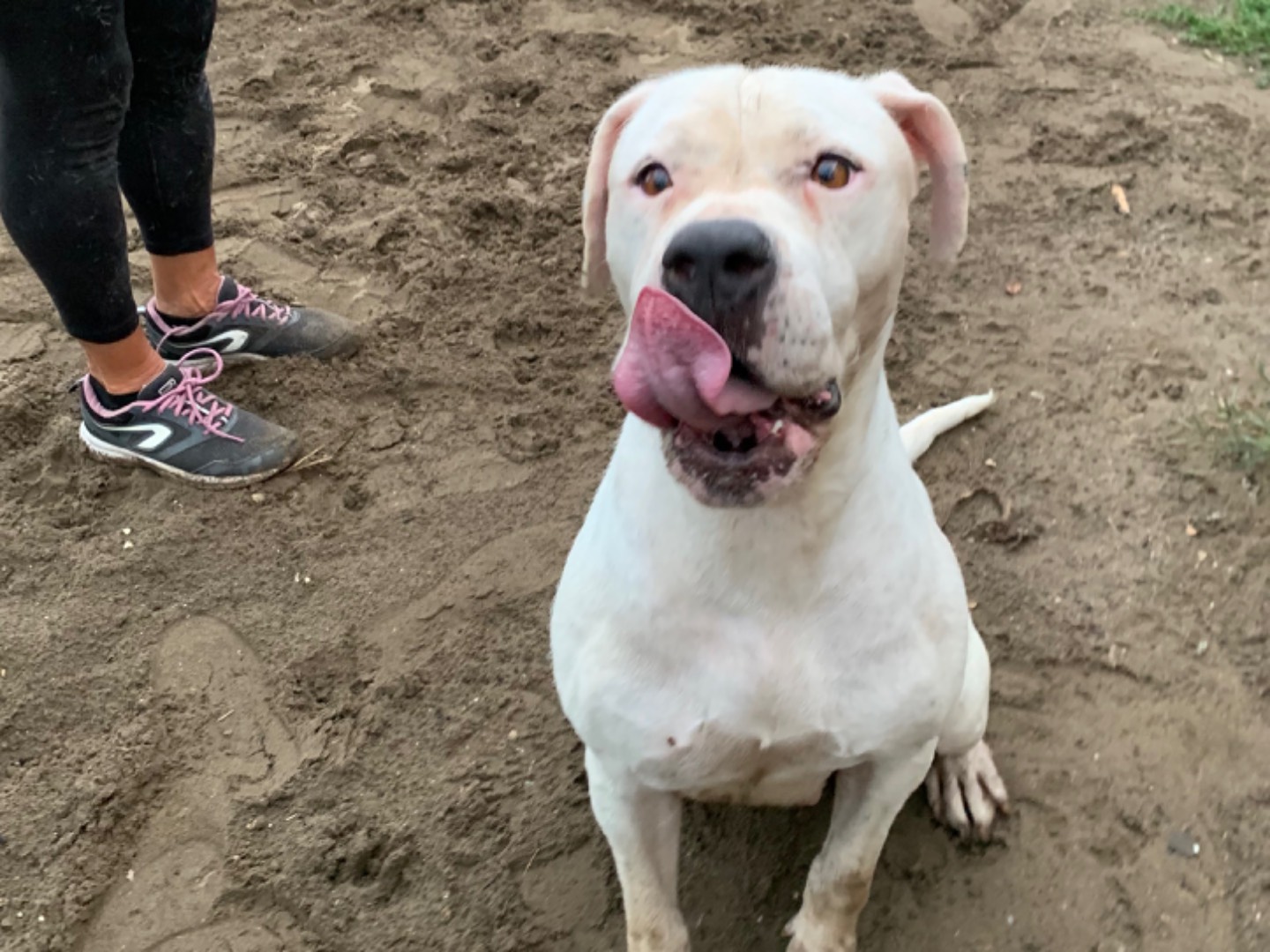 Vuoi adottare un cane a Napoli?