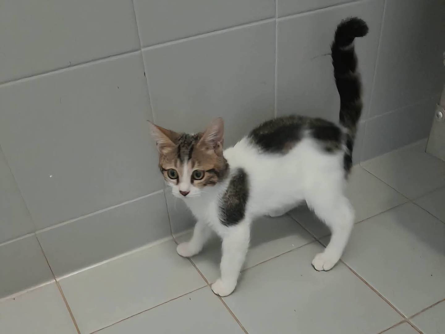 Adotta un gatto, maschio, 3 mesi, Latina
