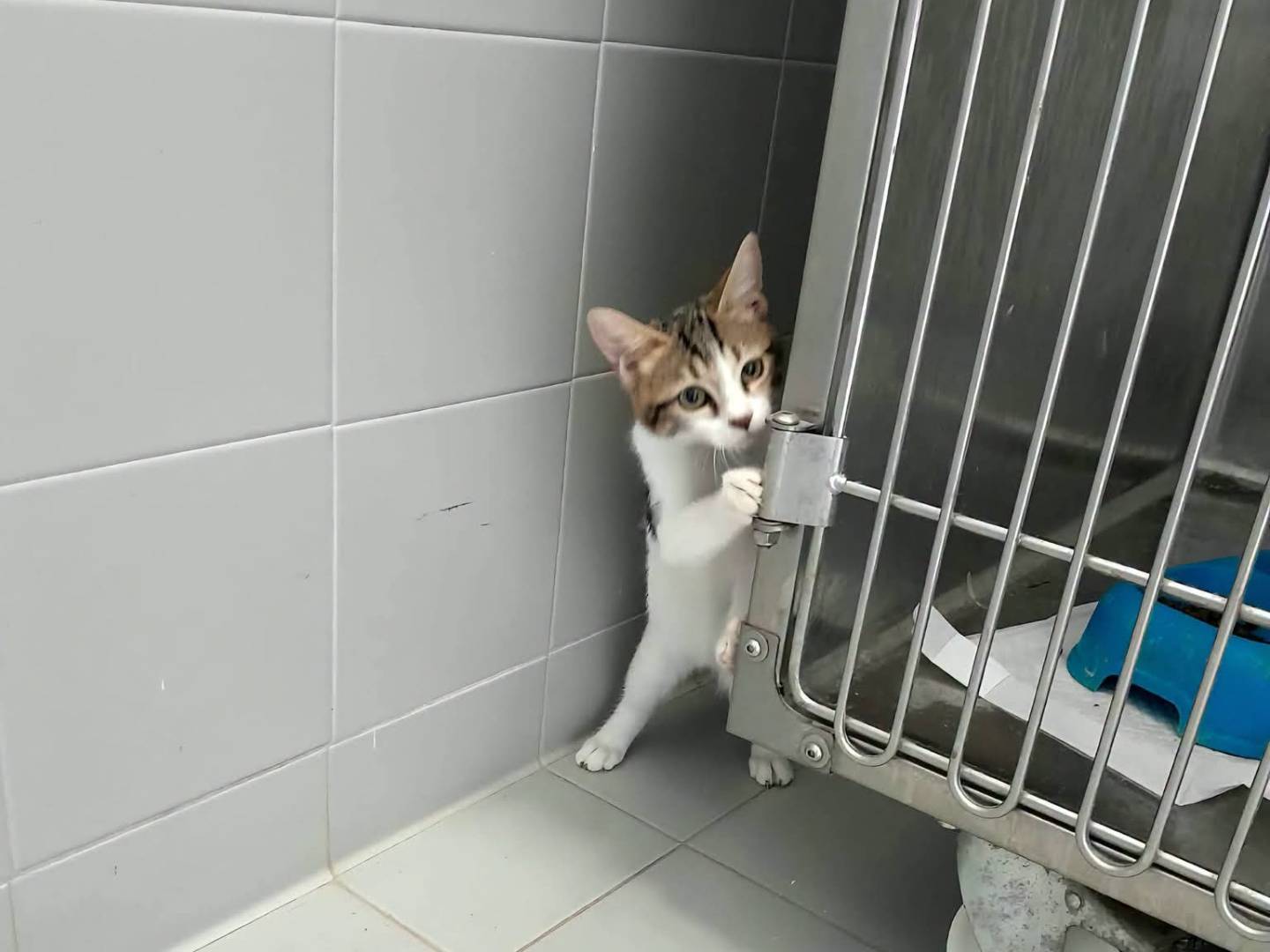 Adotta un gatto, taglia non valida, maschio, Latina