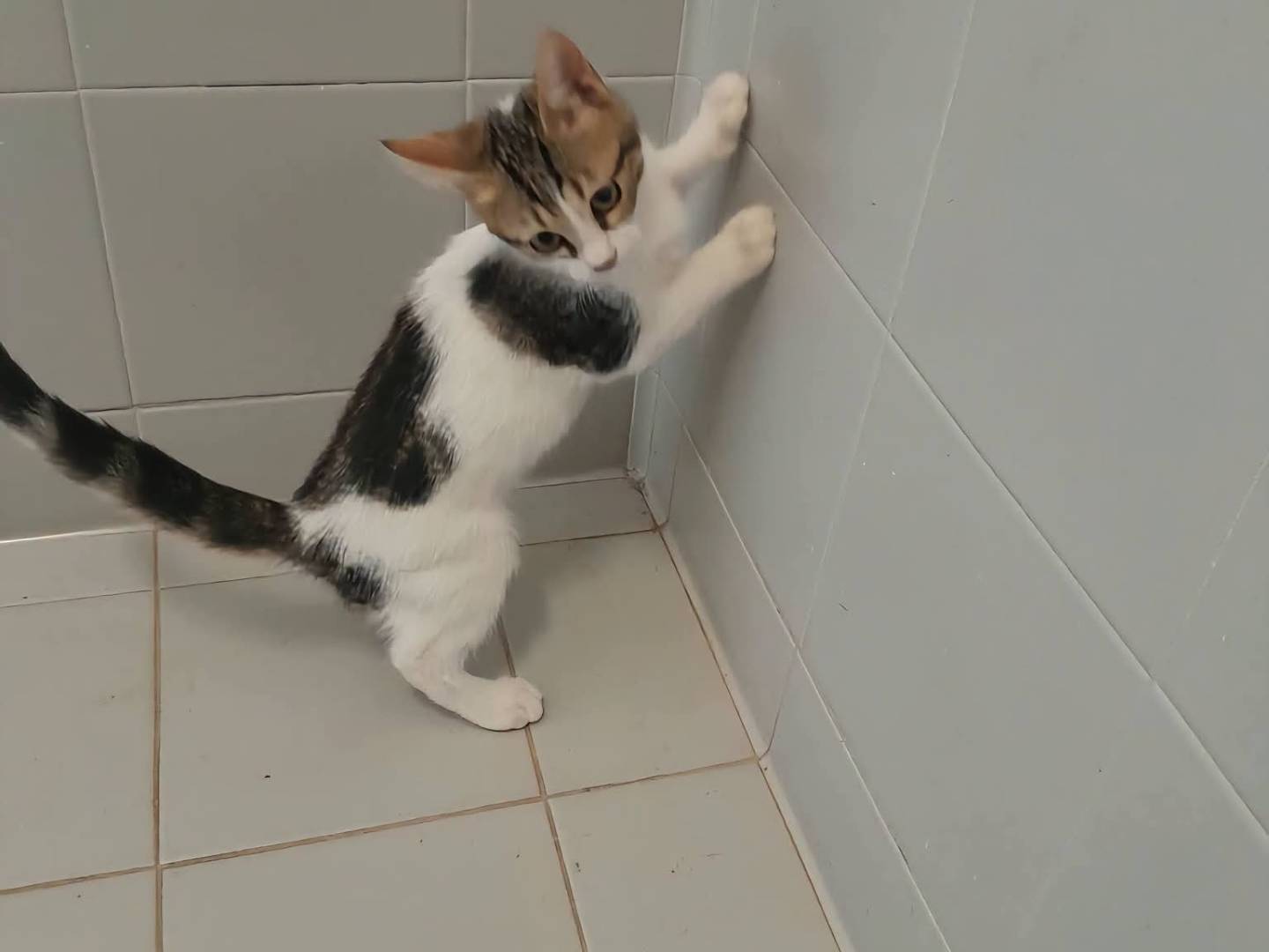 Vuoi adottare un gatto a Latina?