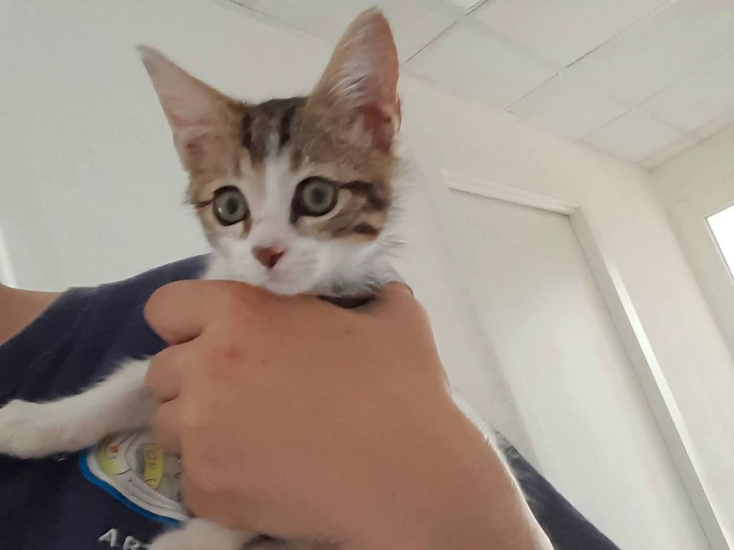 Adotta il gatto Speedy a Latina