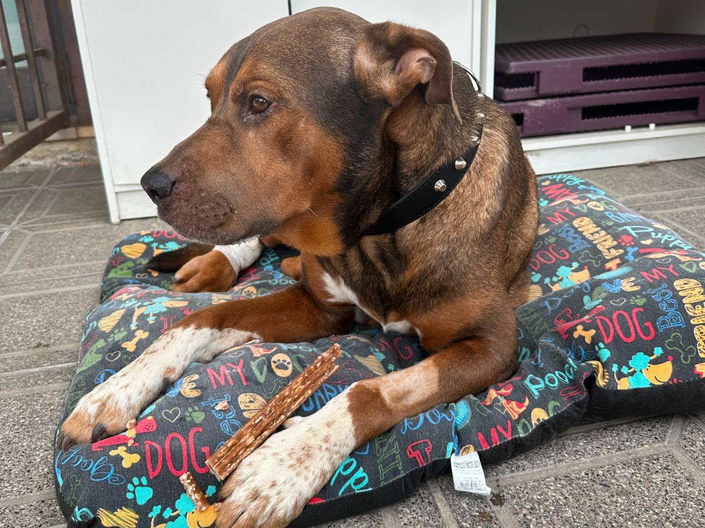 Adozione cane, maschio, Razza sconosciuta Razza sconosciuta, 2 anni e 11 mesi, taglia gigante, Roma