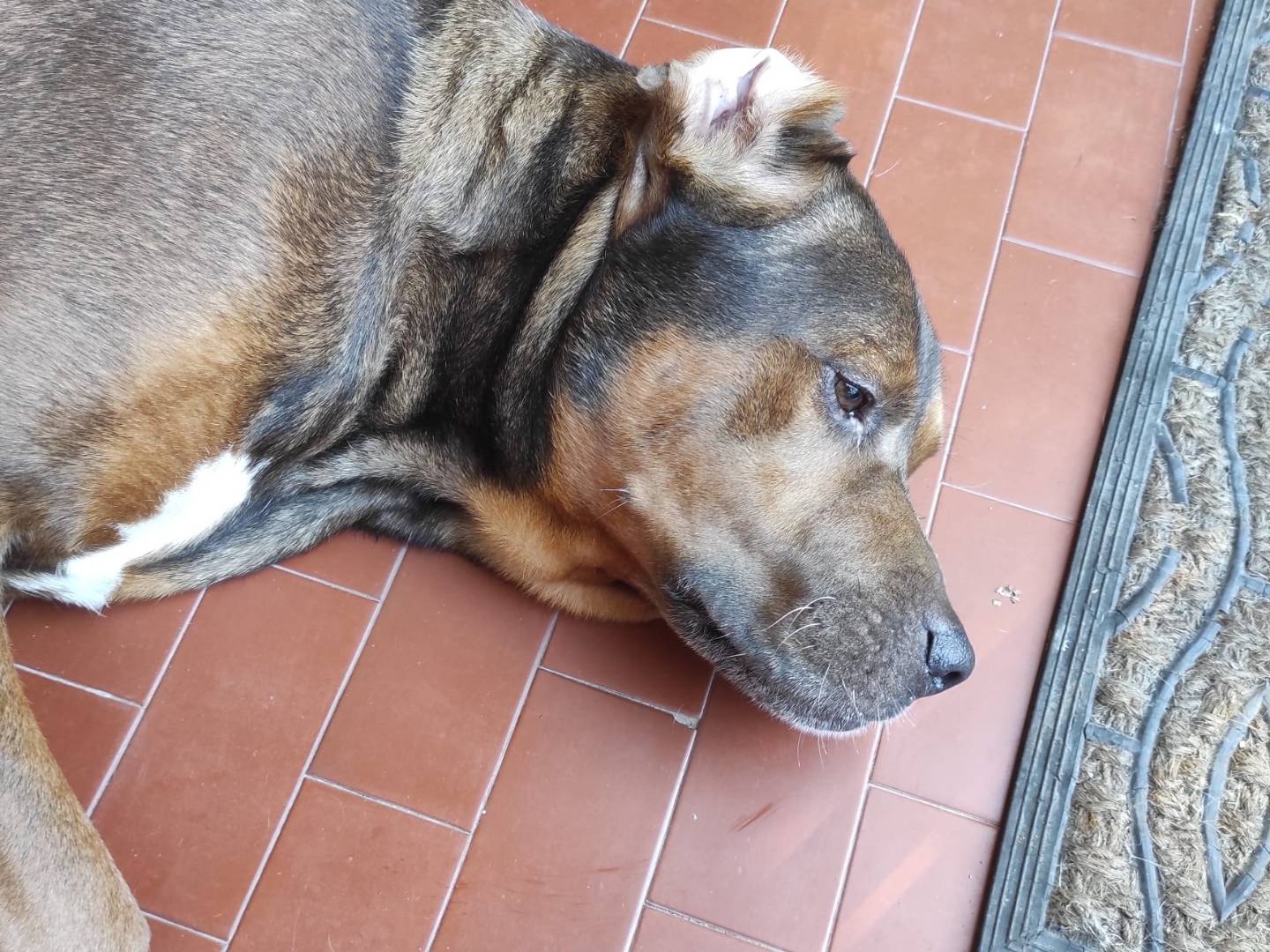 Adotta un cane, maschio, 2 anni e 11 mesi, Roma