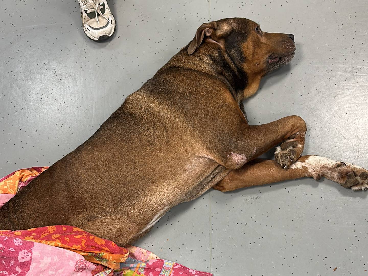 Adotta un cane, taglia gigante, maschio, Roma