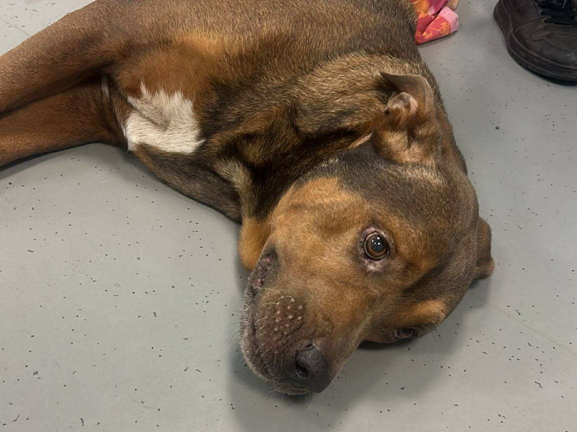 Adotta il cane Germano a Roma