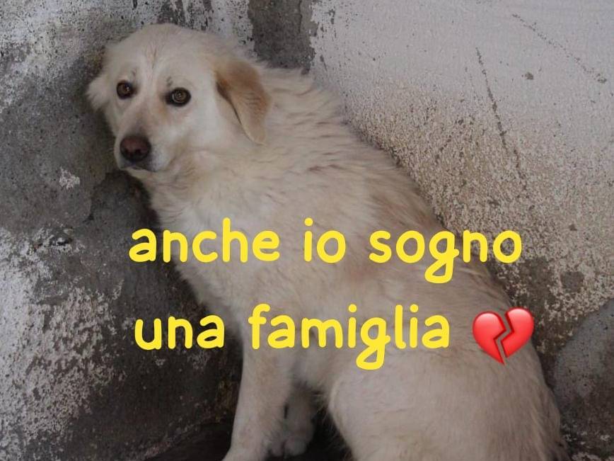 Adozione cane, femmina, Razza sconosciuta Razza sconosciuta, 3 anni e 1 mese, taglia grande, Torino