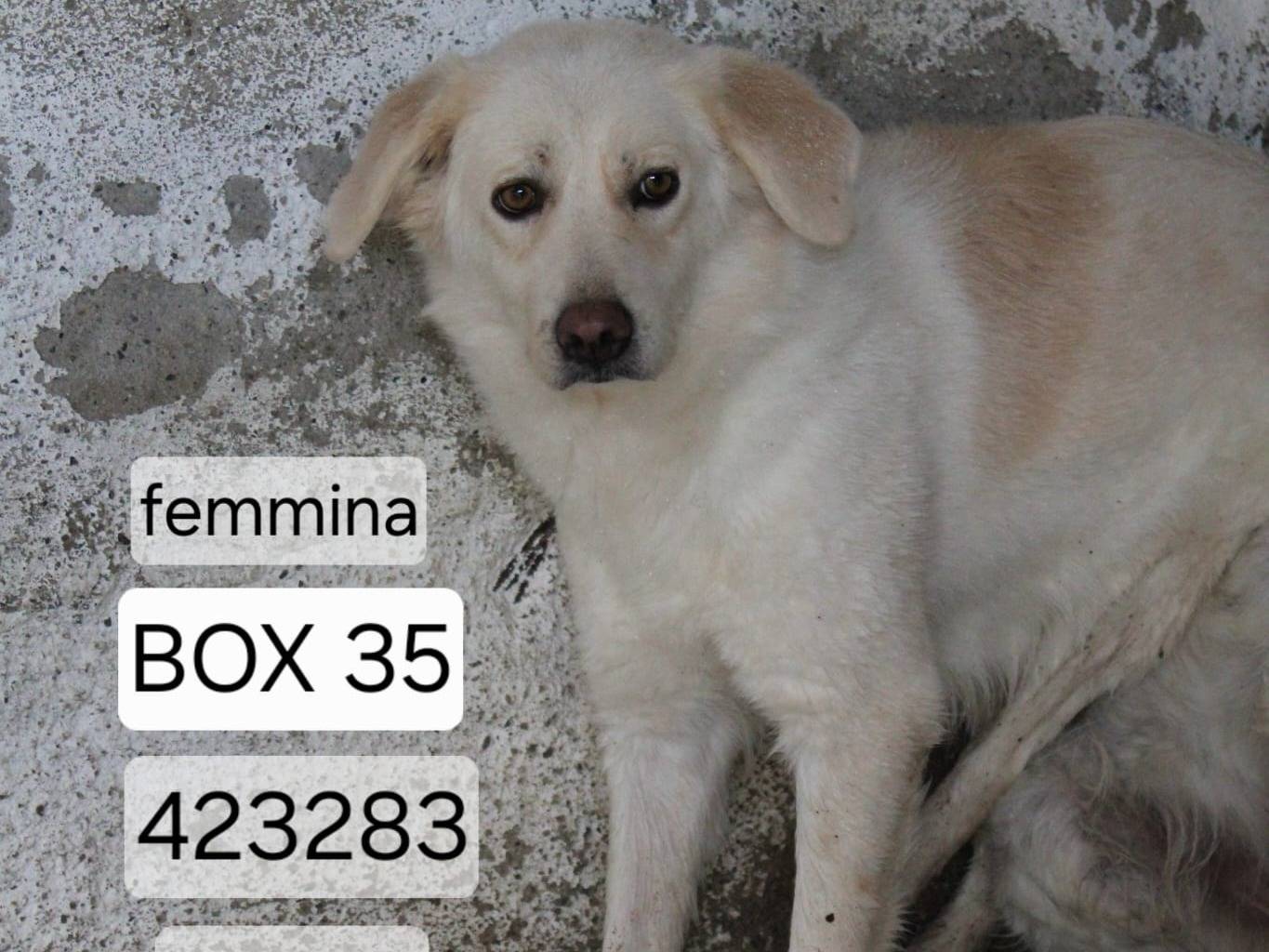 Adotta un cane, femmina, 3 anni e 1 mese, Torino