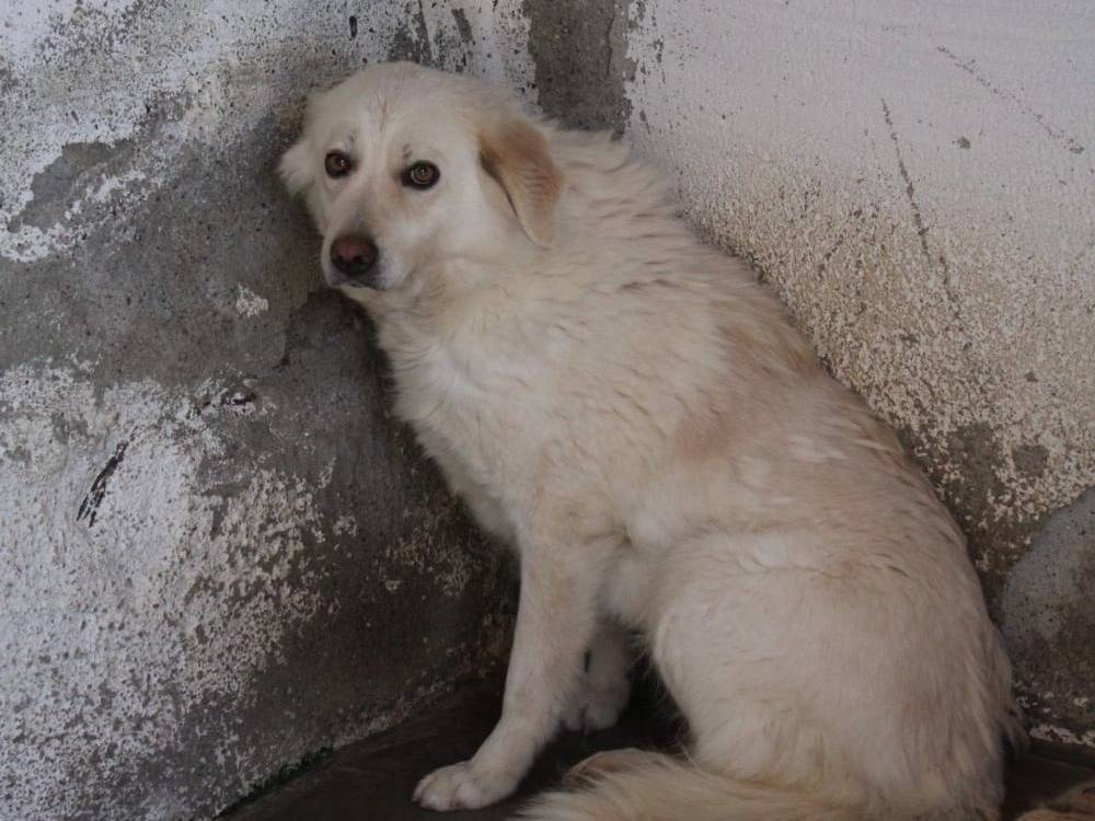 Adotta un cane, taglia grande, femmina, Torino