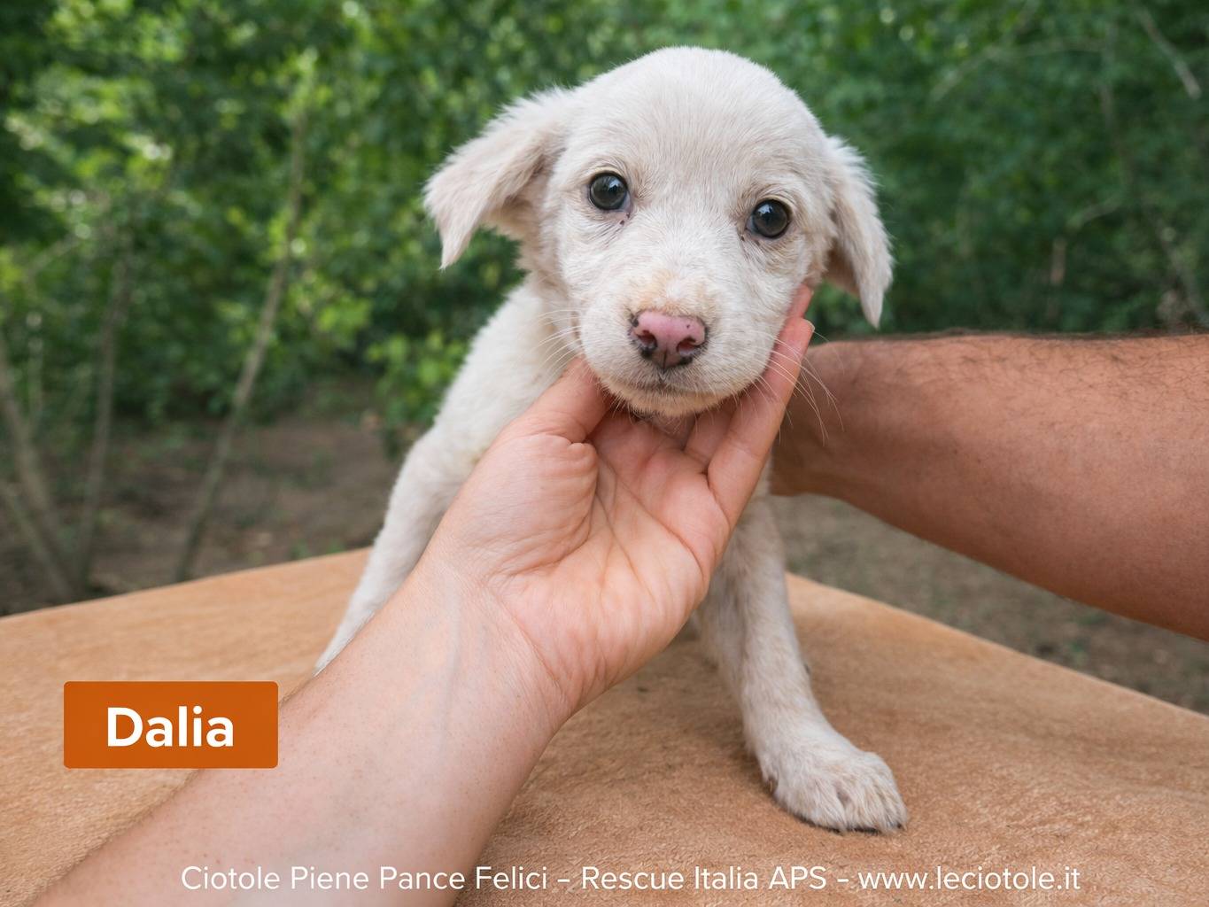 Adozione cane, femmina, Razza sconosciuta Razza sconosciuta, 4 mesi, taglia piccola, Avellino