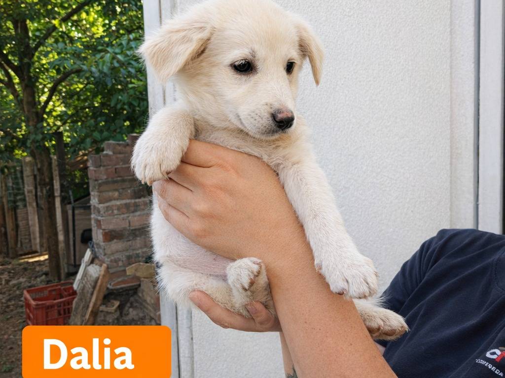 Adotta un cane, femmina, 4 mesi, Avellino