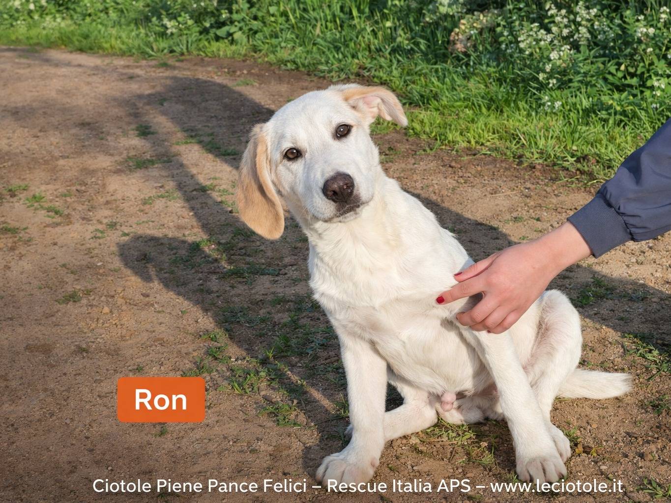 Adozione cane, maschio, Razza sconosciuta Razza sconosciuta, 11 mesi, taglia media, Caltanissetta