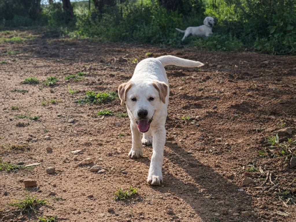 Adotta un cane, taglia media, maschio, Caltanissetta