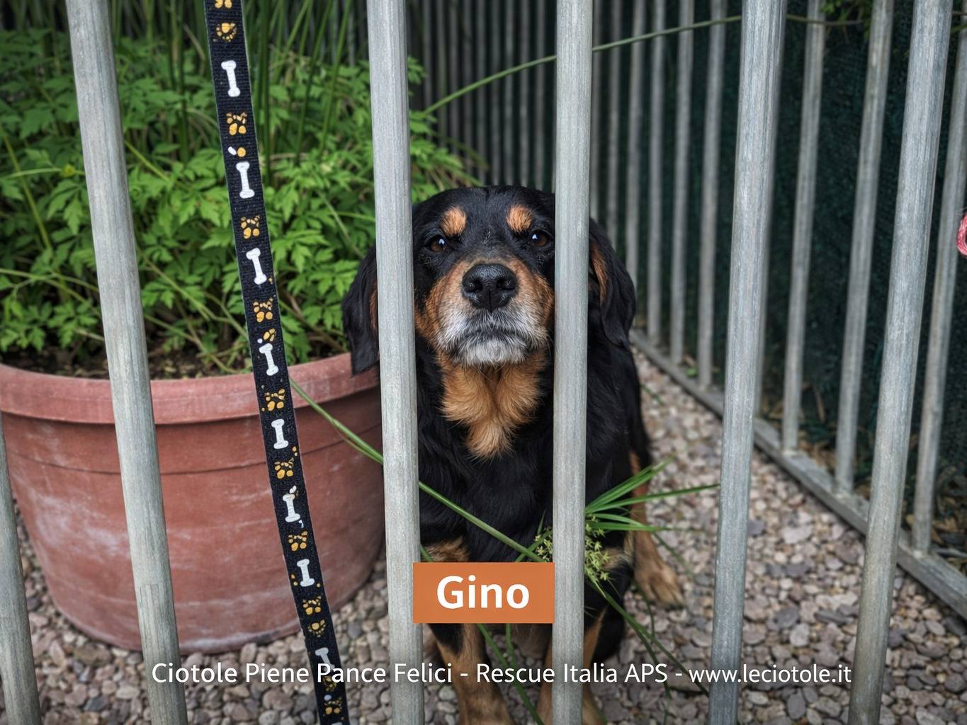 Adozione cane, femmina, Razza sconosciuta Razza sconosciuta, 3 anni e 4 mesi, taglia media, Torino