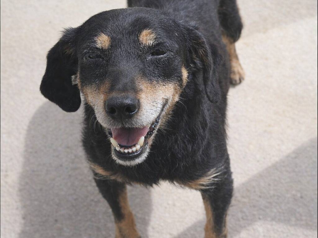 Adotta un cane, taglia media, femmina, Torino