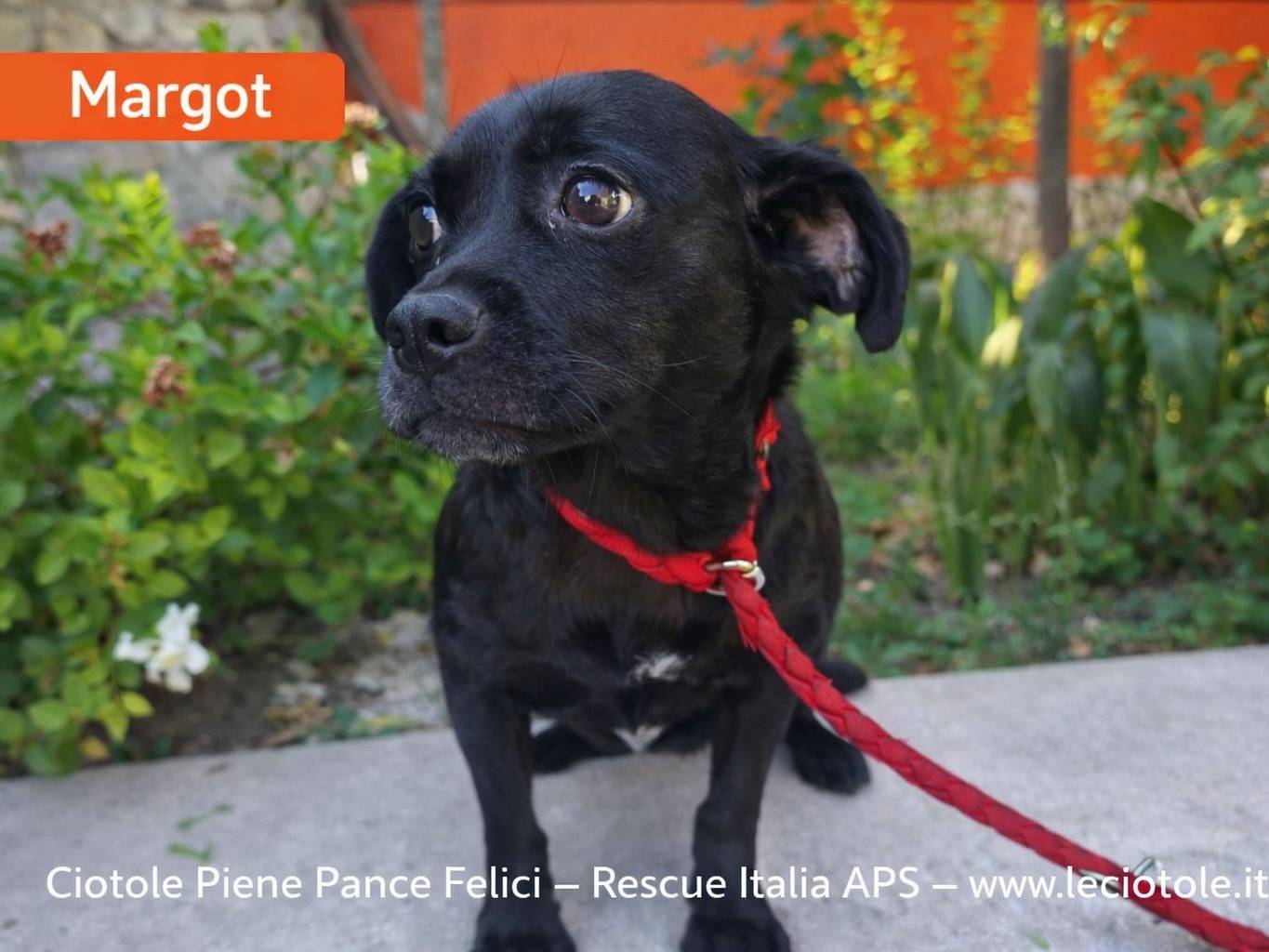 Adozione cane, femmina, Razza sconosciuta Razza sconosciuta, 11 mesi, taglia piccola, Avellino