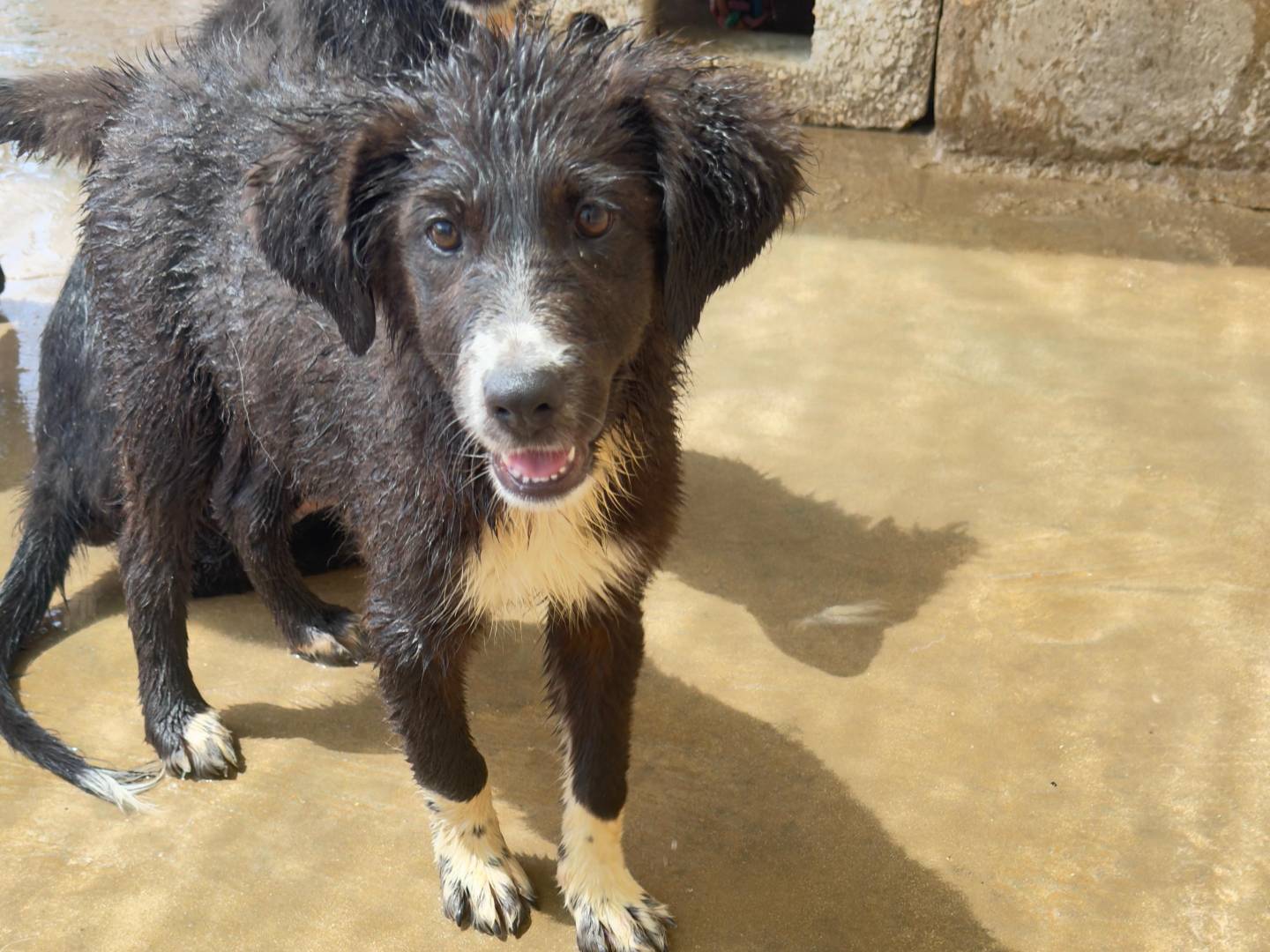Adozione cane, femmina, Pastore maremmano Border Collie, 4 mesi, taglia media, Trapani