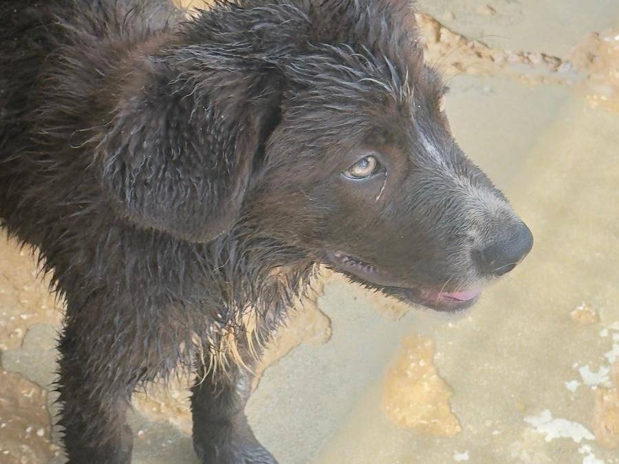 Adotta un cane, femmina, 4 mesi, Trapani