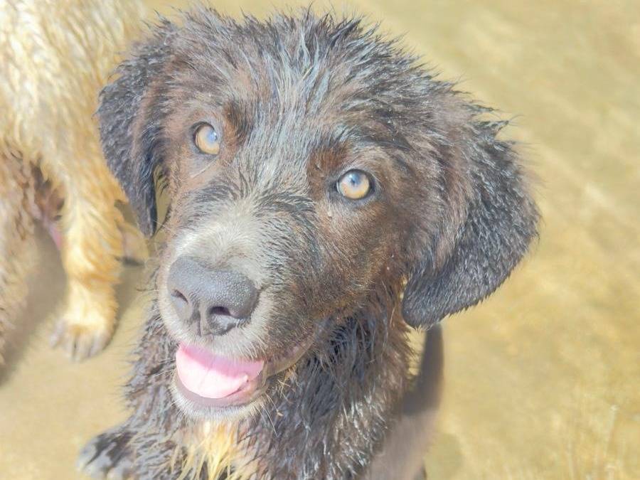 Adotta un cane, taglia media, femmina, Trapani