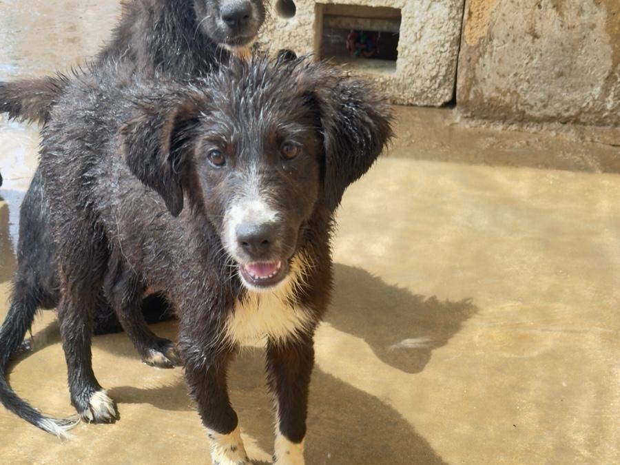Vuoi adottare un cane a Trapani?