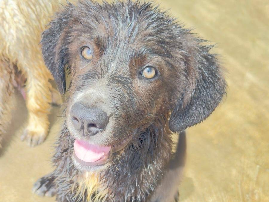 Adotta il cane Luna a Trapani