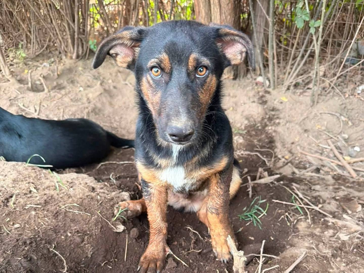 Vuoi adottare un cane a Caserta?