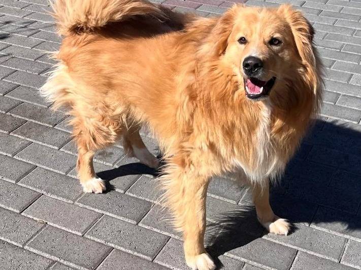Adozione cane, maschio, Razza sconosciuta Razza sconosciuta, 3 anni e 8 mesi, taglia media, Milano