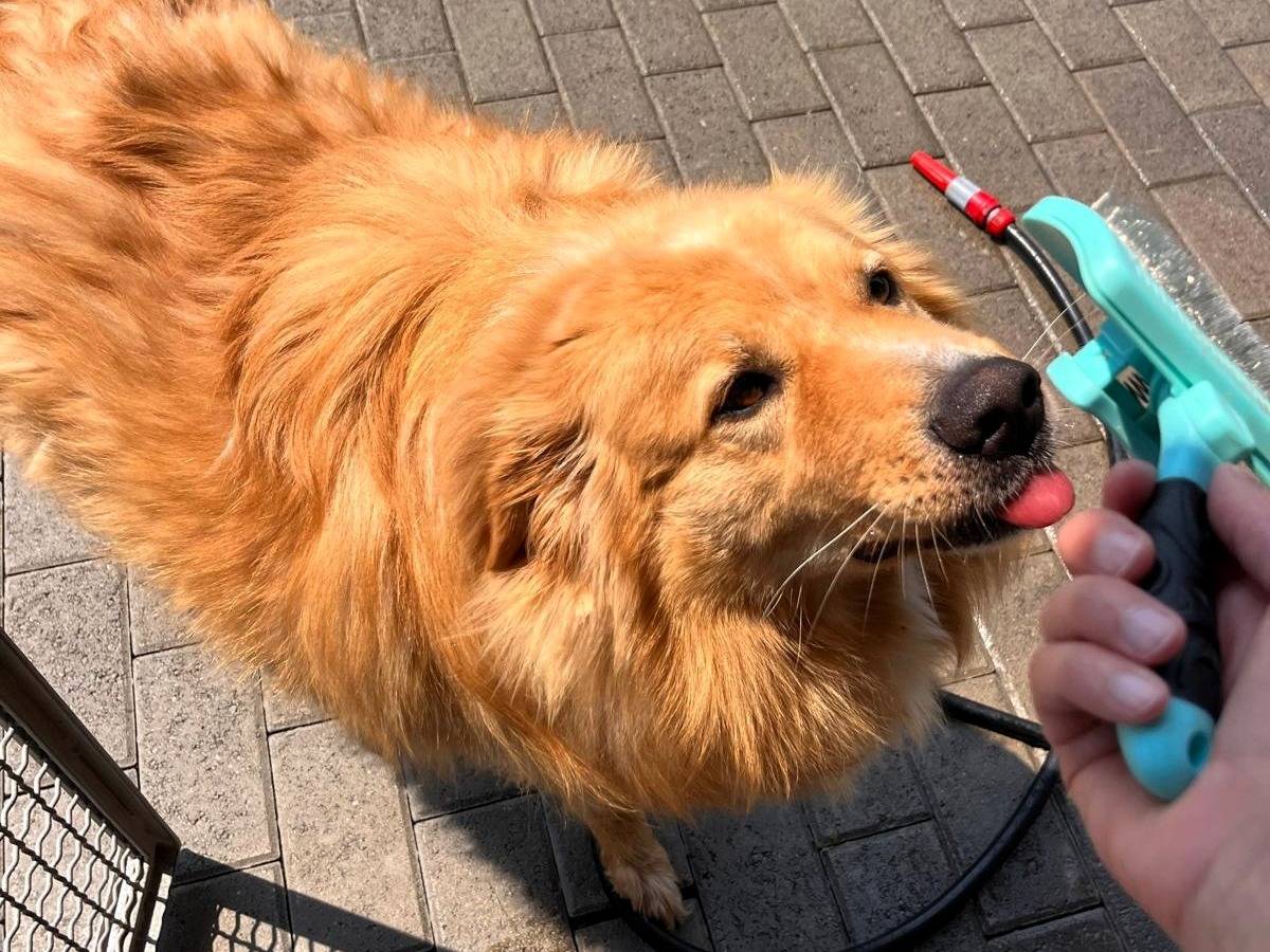 Adotta un cane, maschio, 3 anni e 8 mesi, Milano