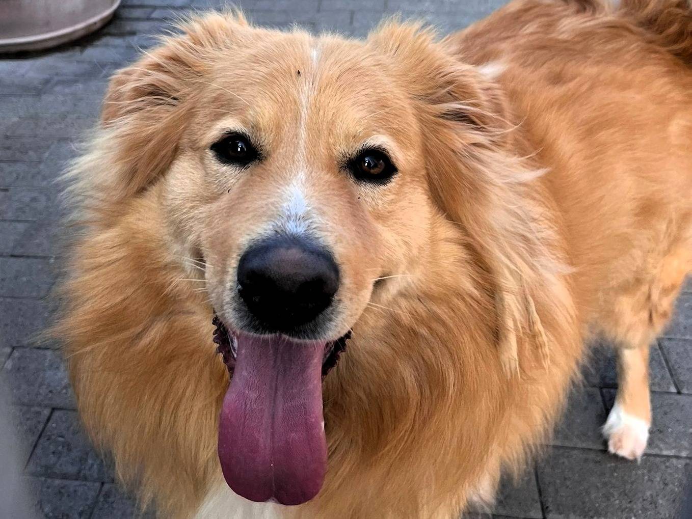 Adotta un cane, taglia media, maschio, Milano