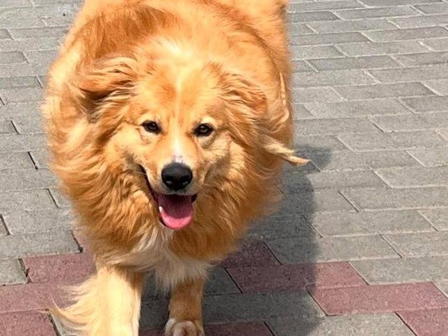 Vuoi adottare un cane a Milano?