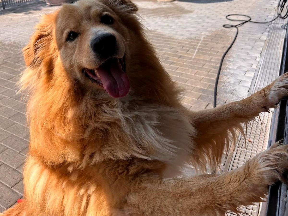 Adotta il cane DIOR a Milano