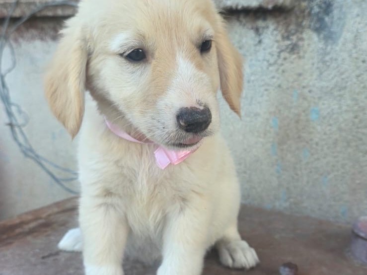 Adotta un cane, femmina, 3 mesi, Catanzaro