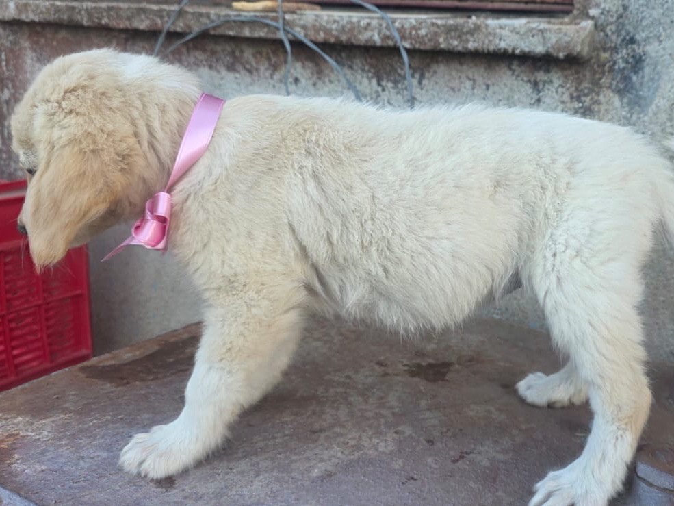 Adotta un cane, taglia media, femmina, Catanzaro
