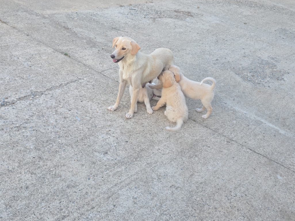 Vuoi adottare un cane a Catanzaro?