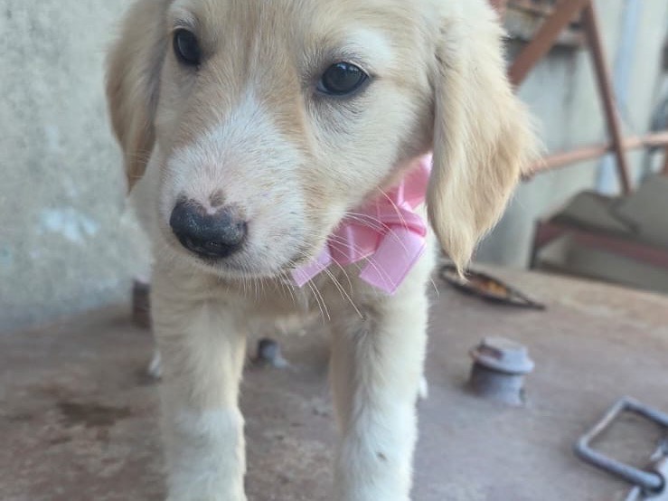 Adozione cane, femmina, Razza sconosciuta Razza sconosciuta, 3 mesi, taglia media, Catanzaro
