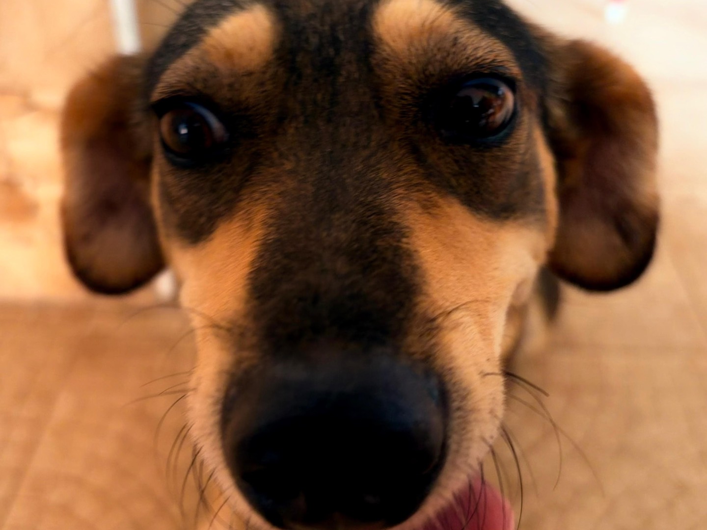 Vuoi adottare un cane a Siracusa?