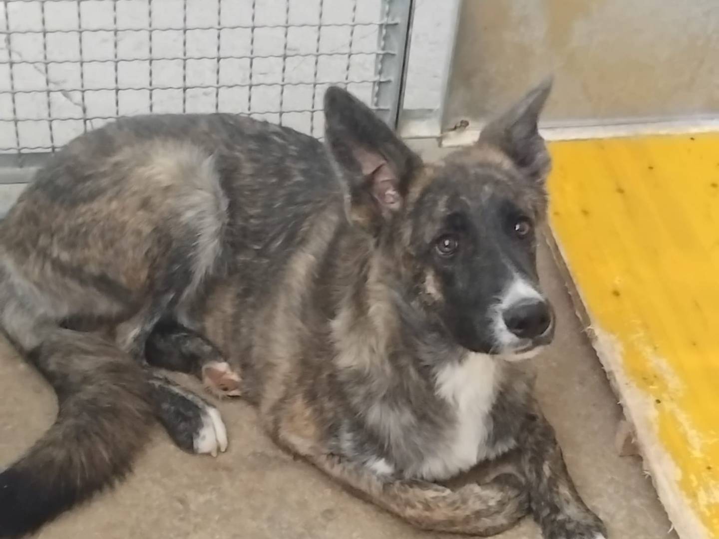 Adozione cane, femmina, Razza sconosciuta Razza sconosciuta, 1 anno, taglia grande, Avellino