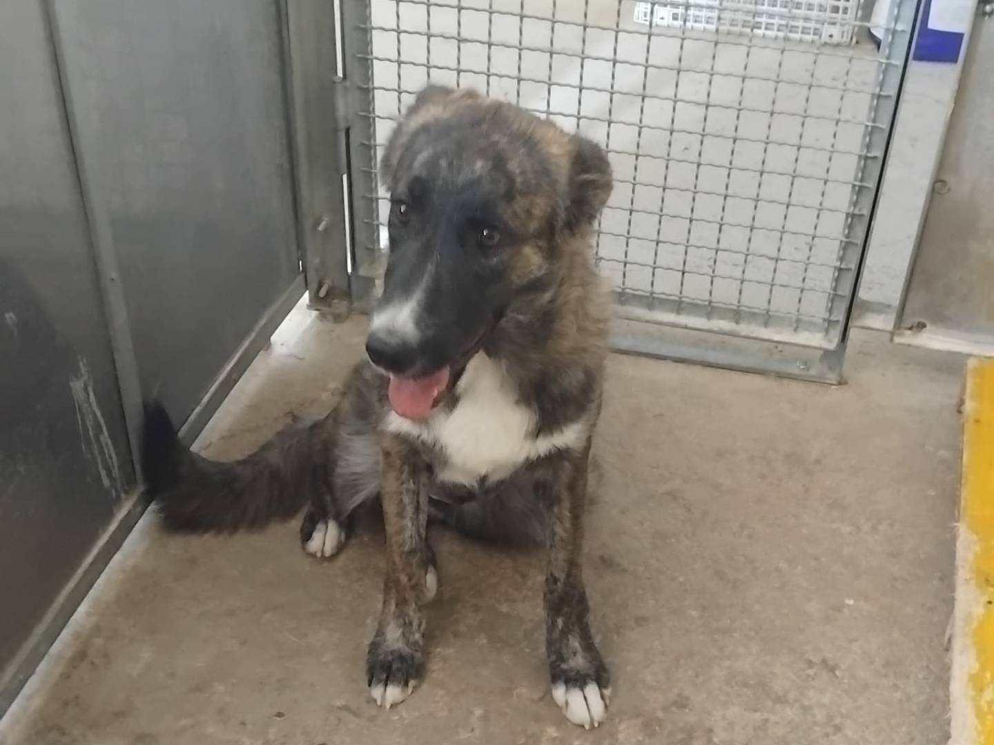 Adotta un cane, femmina, 1 anno, Avellino