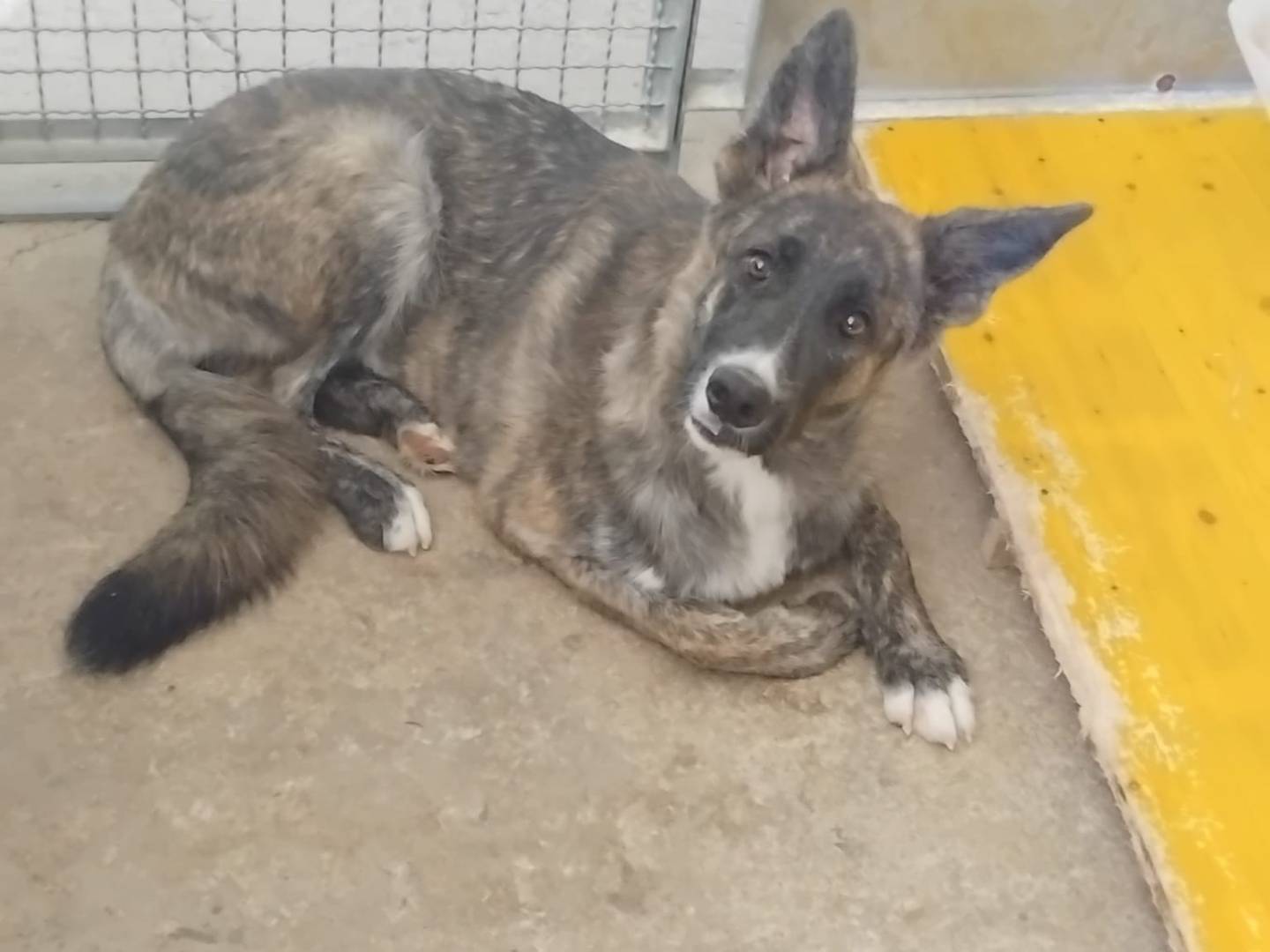 Adotta un cane, taglia grande, femmina, Avellino