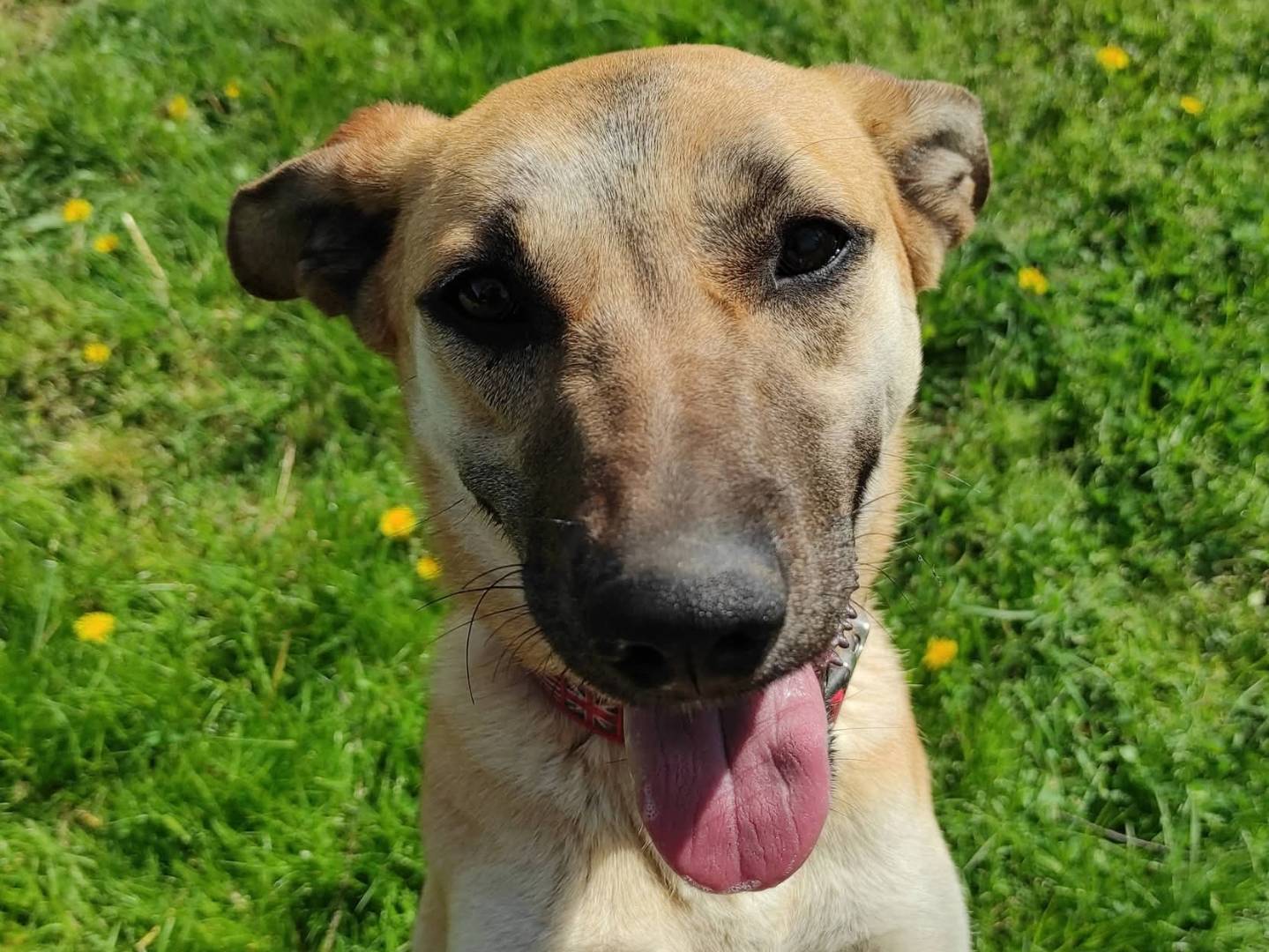 Adozione cane, femmina, Pastore Belga Malinois Razza sconosciuta, 1 anno e 3 mesi, taglia media contenuta, Treviso