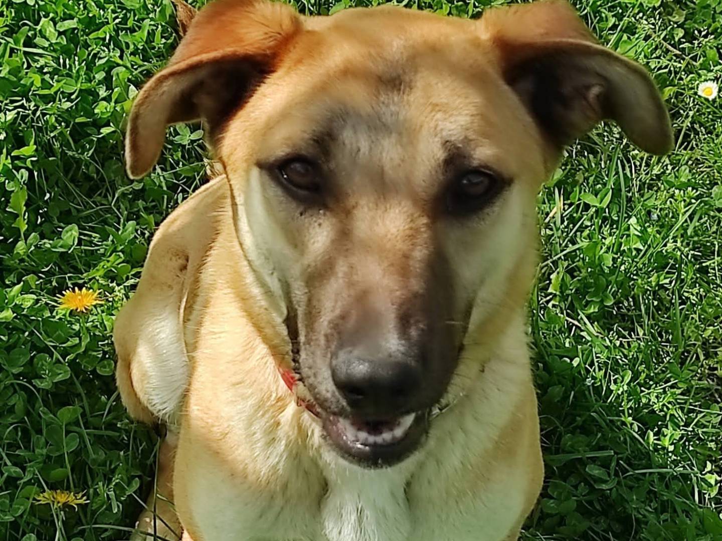 Adotta un cane, femmina, 1 anno e 3 mesi, Treviso