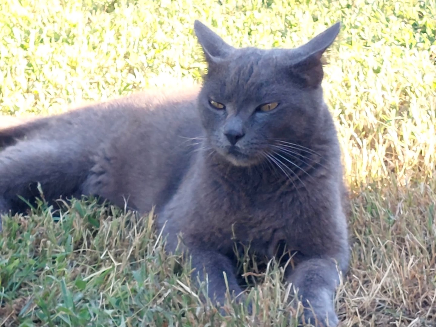 Adozione gatto, maschio, Certosino  Razza sconosciuta, 3 anni, taglia non valida, Roma
