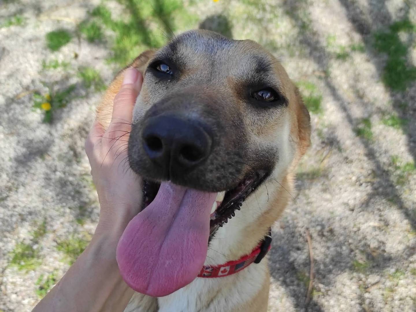 Adotta un cane, taglia media contenuta, femmina, Treviso